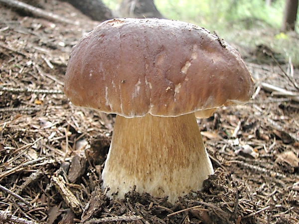 hrib-smrkovy-boletus-edulis2