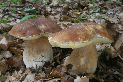 Boletus_reticulatus_dubohabrina